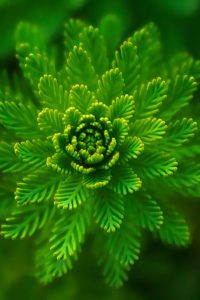 green leaf plant flower